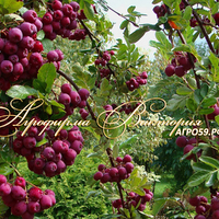 Рябина ГРАНАТНАЯ (Россия) Рябина ГРАНАТНАЯ (Россия)